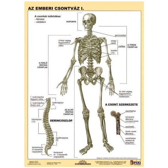 Az emberi csontváz I-II. DUO tanulói munkalap