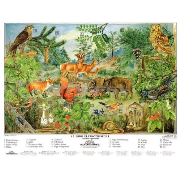 Az erdő életközössége faléces tabló