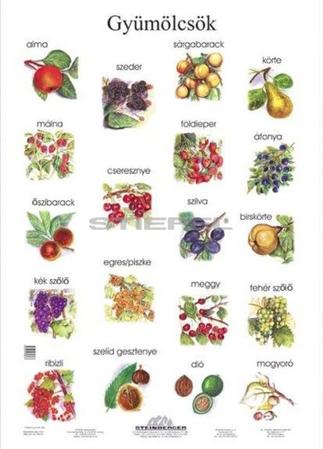 Gyümölcsök tabló poszter