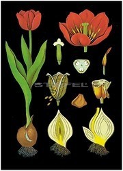 Tulipán oktatótabló Tulipán oktatótabló